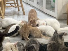 -楼上猫咖(罗湖店)
