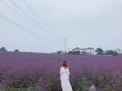 -紫颐香薰山谷景区