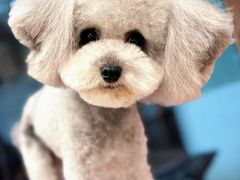 -FAELING PETS美天灵宠物(富力广场店)