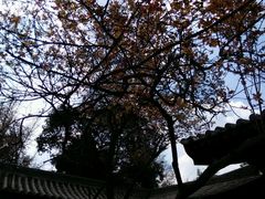 -西安青龙寺遗址景区