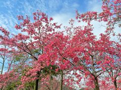 -风云岭森林公园