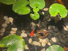 -曲水兰亭(北京四惠店)