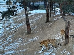 -大连森林动物园