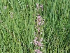 -野鸭湖国家湿地公园