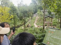 -中国大熊猫保护研究中心雅安碧峰峡基地