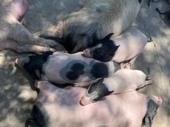 -石家庄市动物园