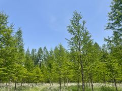 -黄海国家森林公园