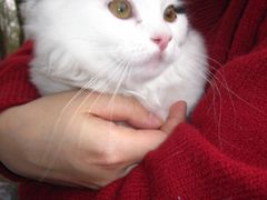-宠颐生宠物医院·异宠猫科内科·诊疗中心宠巢店