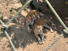 -西霞口神雕山野生动物世界