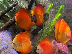 -上海海洋水族馆