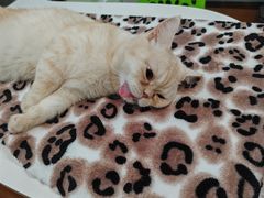 -瑞派动物医院·绝育·犬猫全科·预防医学(光景江南中店)