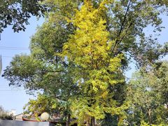 -四川大学(华西校区)