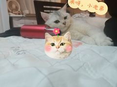 -艾吉宠物医院·疑难杂症转诊中心·猫友好(碧江路院)