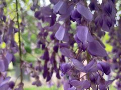 -嘉定紫藤园
