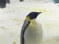 -帝企鹅自助餐厅•儿童岛•真企鹅(长隆企鹅酒店)