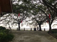-大湾区中央湿地公园