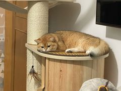 -东方名猫馆·英短金渐层布偶猫舍(环线广场1号楼店)