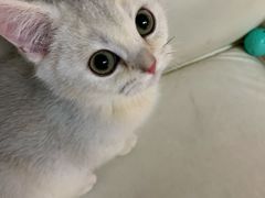 -lincat·猫舍(广州店)