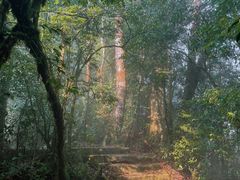 -云南屏边大围山国家公园