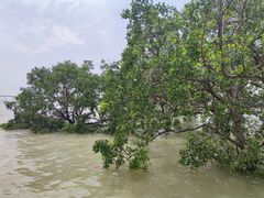 -宝安西湾红树林湿地公园