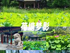 -莲湖公园