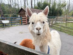 -合肥滨湖国家森林公园