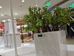 -奈雪的茶(新天地广场PRO店)