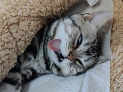 -北京观赏动物医院·24小时大型综合·猫专科·异宠专科