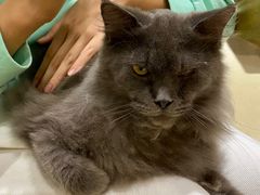 -藏猫猫咖啡主题馆(中央大道店)