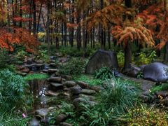 -上海共青森林公园