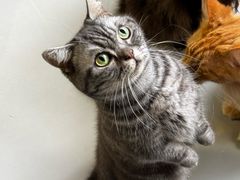 -豆逗聊愈猫阁Easy Life