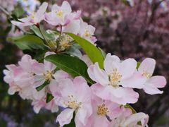 -大鸭梨烤鸭(房山店)