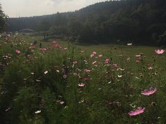 -武陵山森林公园