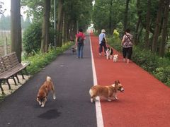 -上海长兴岛郊野公园