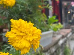 -黄埔古港