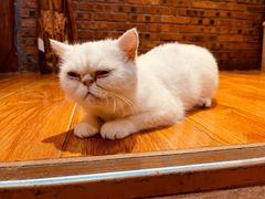 -猫小院猫主题餐厅(南锣旗舰店)