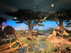 -国家自然博物馆