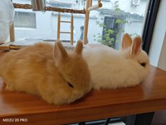 -吉丁鸟咖·异宠·寄养