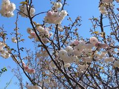 -天适樱花悠乐园