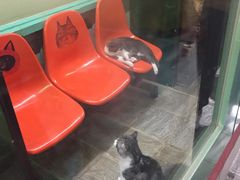 -猫咪博物馆(顶澳仔猫街店)