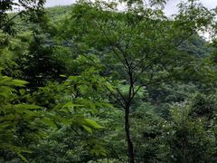 -藏龙百瀑风景区