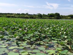 -大湾区中央湿地公园
