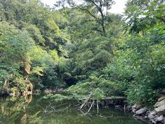 -素山寺森林公园