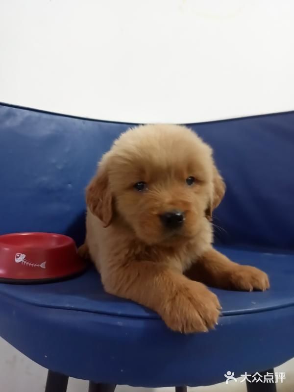 店里面的宠物都是可以售卖的，还都很健康