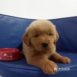 店里面的宠物都是可以售卖的，还都很健康