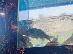 -浔味·山屿湖·正宗全鱼宴老字号