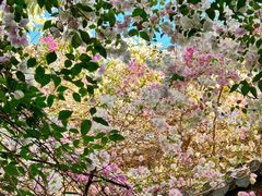 -深圳国际园林花卉博览园