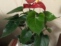 -龙大花卉苗木市场