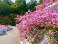 -深圳仙湖植物园