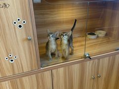 -猫十亿·布偶金渐层·曼基康矮脚猫舍(青年路店)